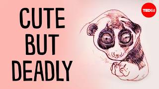 Meet the slow loris, the only venomous primate in existence - Stephanie A. Poindexter