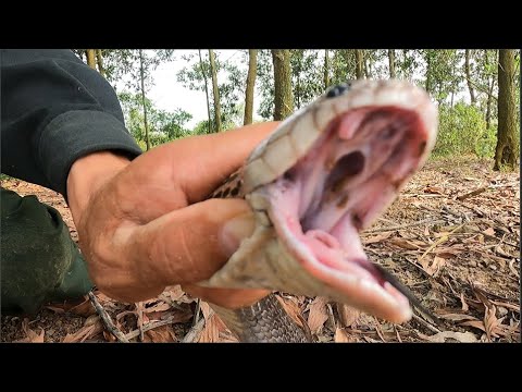 horrifying. 2 young men risked their lives to fight 3 mother cobras in the jungle.