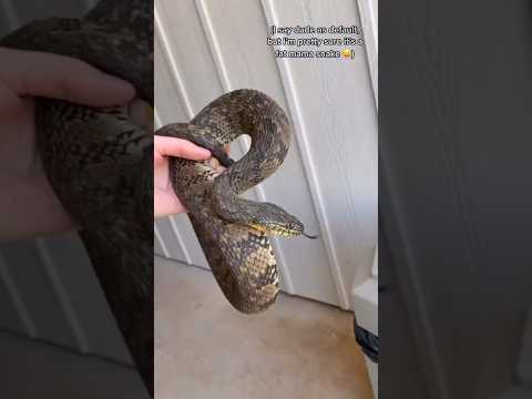 Snake RESCUE at an Apartment Complex!