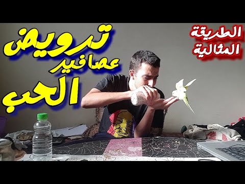 كيفية ترويض طائر البيروش بعد خروجه من القفص