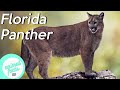 Florida Panther Conservation and Challenges