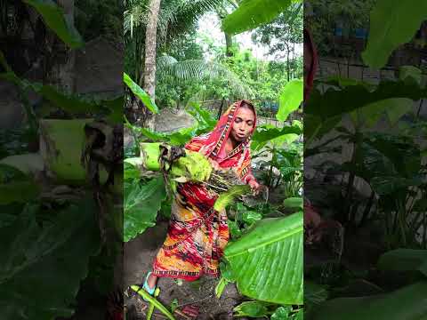 বৃষ্টির দিনে কচু তুলে রান্না সাথে দেশি মাছ গ্রামীণ জীবন #farming #beeffry #food #villagefoodie