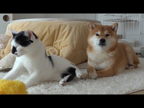 なぜここに‥？猫が隠してた意外な物を柴犬は見つけたようです。