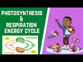 Photosynthesis and Respiration Concepts