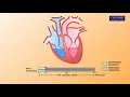 Cardiac Cycle and Heart Sounds