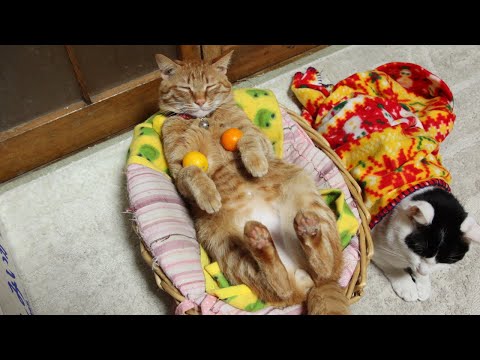 猫の動画サムネイル - かご猫LIVE配信　2025年05月09日