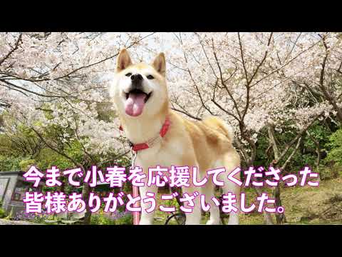 柴犬小春kohachannelの最新動画 Youtubeランキング