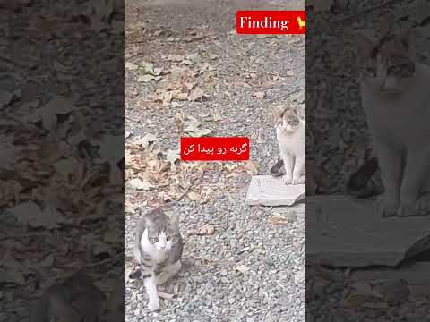 cats گربه های استتاری #camping #گربه #cat #cats #dog #catlife #explore