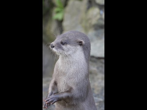 OMG! Where’s my phone? – Otter | Samsung