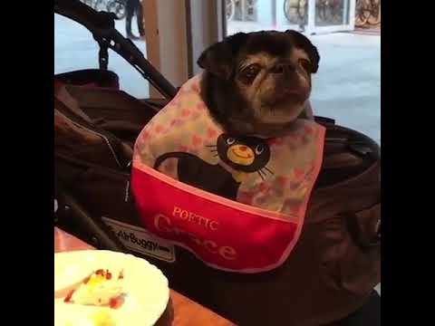 黒パグ小梅🐶4倍速です🌀お友達が見てても👀パンケーキを食べる小梅🥞@豊洲ららぽーと