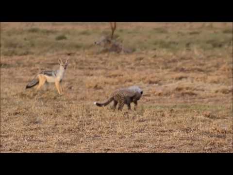 cheetah cub too brave for its own good