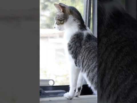 The KITi Virtual Cat Assistant #Shorts