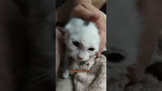 مستحيل تصدق ايش صار معاي لما ربيت قط