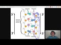 Understanding DNA Structure and Bonds