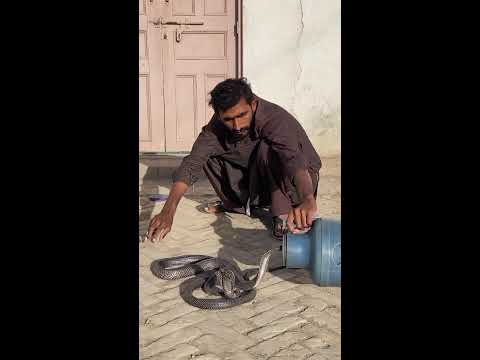 snake catchers  Live Stream