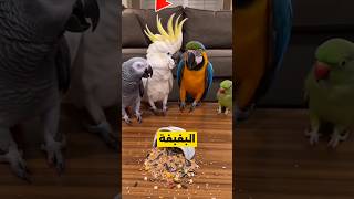 البغبغاء قرر يكذب لكن شوفوا وش صار 🫠
