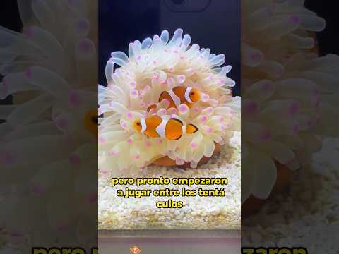 #animals #Friendship #Us #clownfish #Nemo