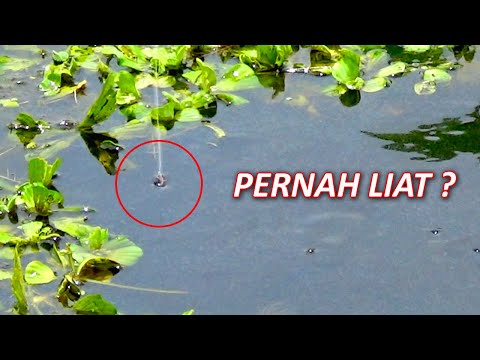PERNAH LIAT ? NYUAPIN UMPAN CACING KE MULUT IKAN YG LAGI MANGAP MANGAP