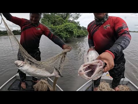 Pesca de payaras y bagres en el Casanare con tarraya, señuelos y caña para una receta especial!