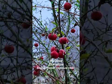 Удивительный момент в Беларуси: снег ложится прямо на яблоки под окном