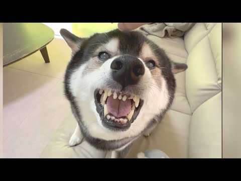 ついに襲われました... サムネイル