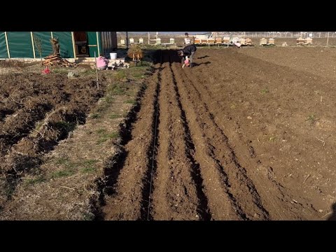 #1 Bağ Bahçe işleri | Bezelye ekimi
