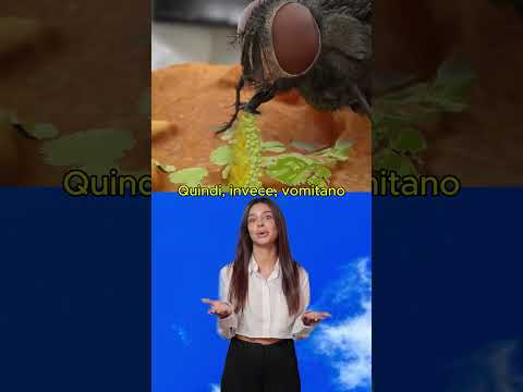 🤢 LE MOSCHE VOMITANO SUL TUO CIBO!
