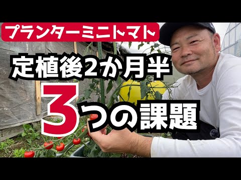 【プランターミニトマト】定植後2か月半「直面する3つの課題」
