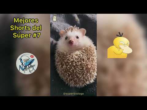 Mejores Shorts del Super Biólogo #7 🤣🙊🤌