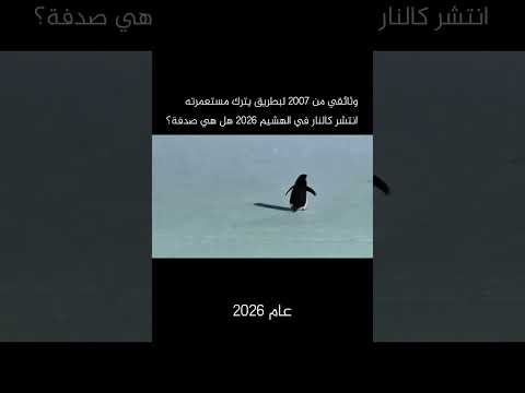 ما القصة وراء انتشار فيديو البطريق ؟؟