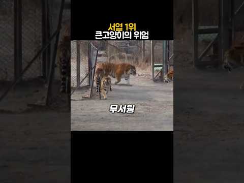 서열 1위 큰고양이의 위엄 #동물 #호랑이