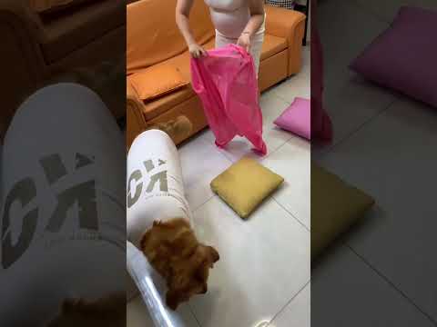 俗话说，嫁鸡随鸡嫁狗随狗 #pets #funny #金毛