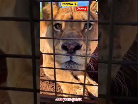 White Tiger 🐯 & Bengal Tiger 🐅 || Jeetpuria Janab #tiger #shorts #viral