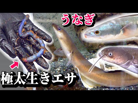 ウナギに生きた極太の生物を与えてみると…
