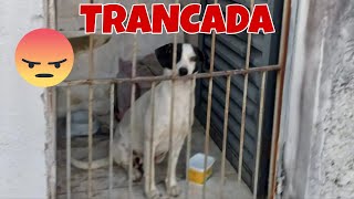 Essa cachorra foi abandonada e olha o que aconteceu