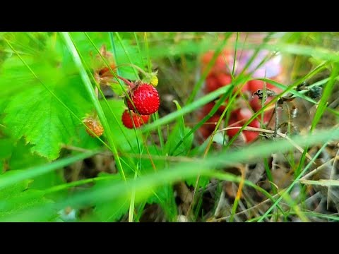 Жизнь в деревне/ сбор Иван-чая, земляники и лечебных трав/ огород,птичий двор/