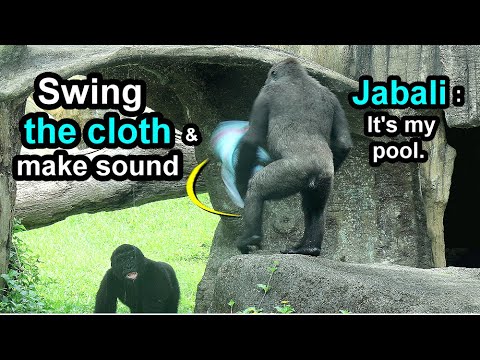 Gorilla Jabali swing the cloth hard,Ringo chest beating on the bush金剛猩猩Jabali甩布大聲Ringo咬布拍拍D