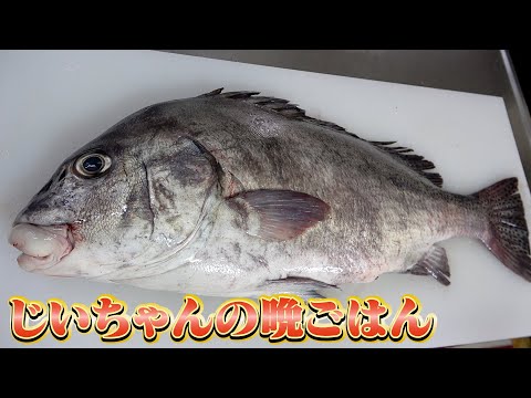 まるまると太ってきたコショウダイでおすすめのお寿司を握ったよ！