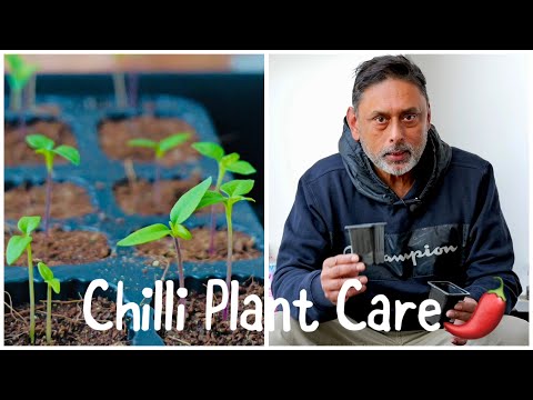 How To Care For Seedlings / Growing Chilli From Seeds