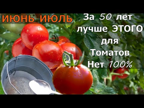 Секрет спасения томатов после дождя и засухи!