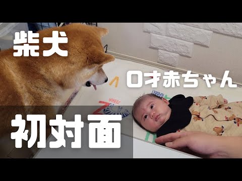 0歳の赤ちゃんと初対面し、母性溢れる兄柴が健気すぎた