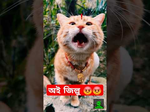 অই কুদ্দুস 😂ll KUDDUS ll #shorts #blogsrkr #cat