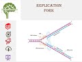 DNA Replication Processes and Enzymes