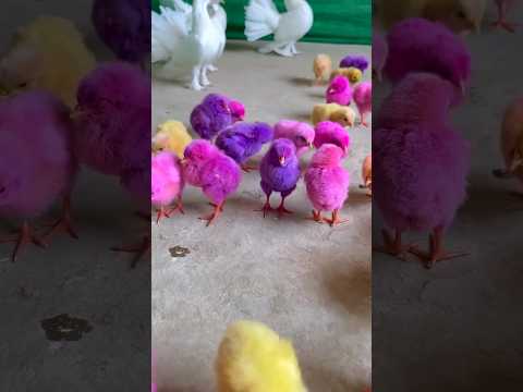 behind colourful chicks secret