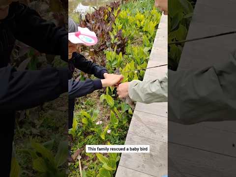 This family rescued a baby bird #babybird #birdrescue