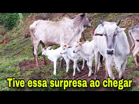 Já ouviu falar em coice de vaca .?? OLHA OQUE ME ACONTECEU