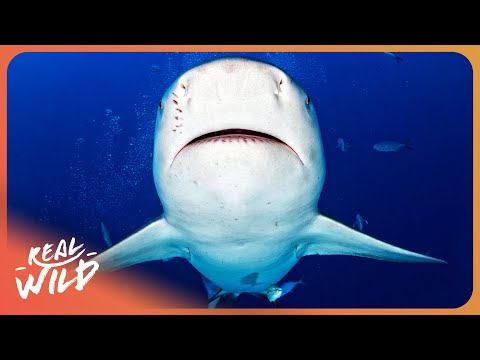 Sharks: The 380 Million-Year-Old Perfect Predator