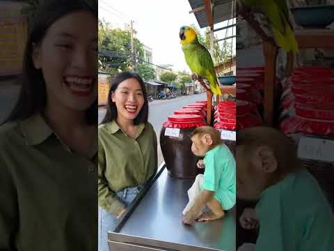 Vẹt Và Khỉ bán Mắm Cá Linh #vet #parrot #dongvat #viral #funny