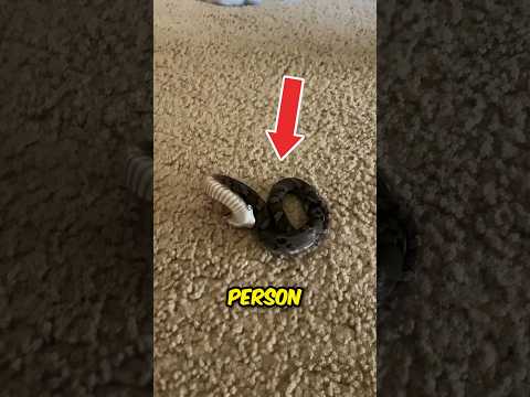 Harmless Cute Pet Snake 😍