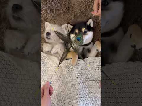 #cute #cutedog #puppy #cutpuppy #dogs #ready #doglover#trendingvideo #viral #viralvideo #shortvideo